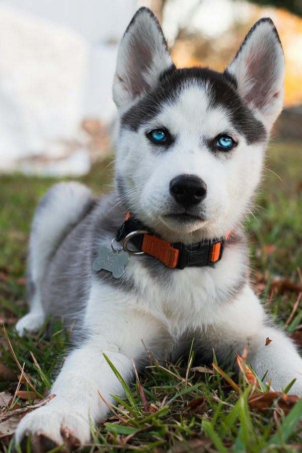 A Siberian husky puppy lying in the grass