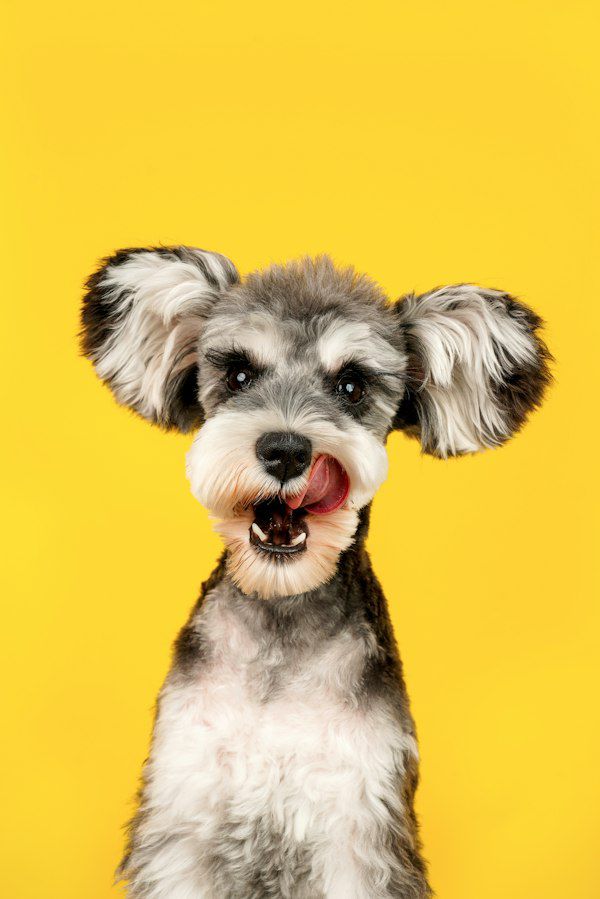 A miniature schnauzer with a bushy beard